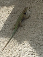 Sceloporus hondurensis