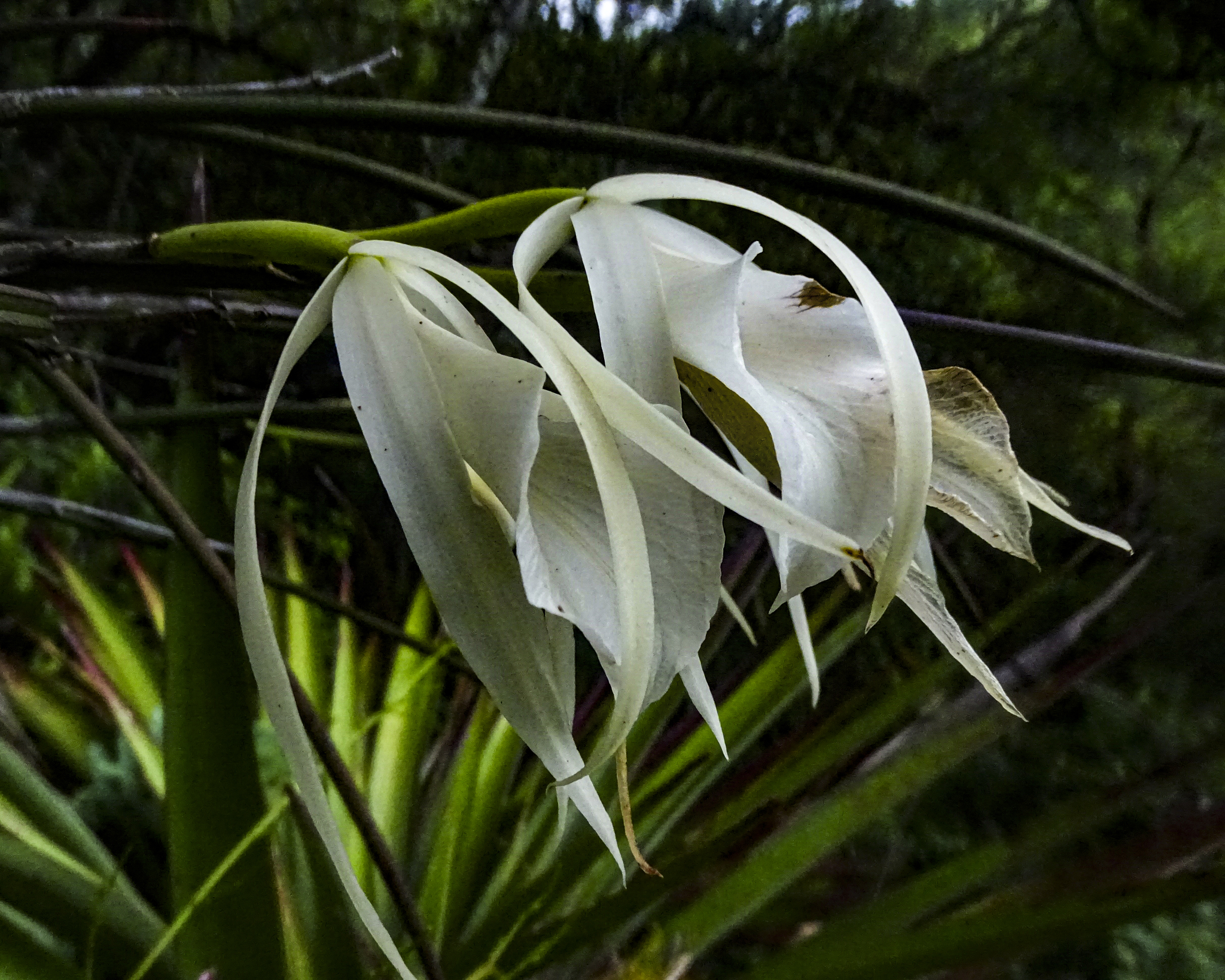 Brassavola ovaliformis C.Schweinf. 2