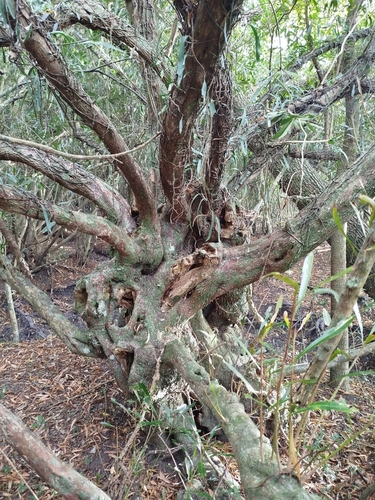 Labatia salicifolia, photograph 2