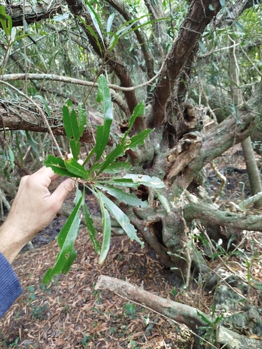 Labatia salicifolia, photograph 3