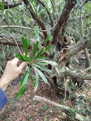 Labatia salicifolia, photograph Gonzalo Romero, CC BY, iNaturalist via GBIF