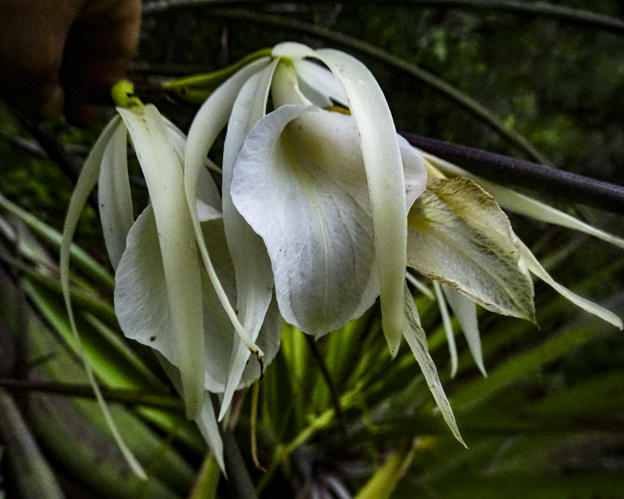 Brassavola ovaliformis C.Schweinf.