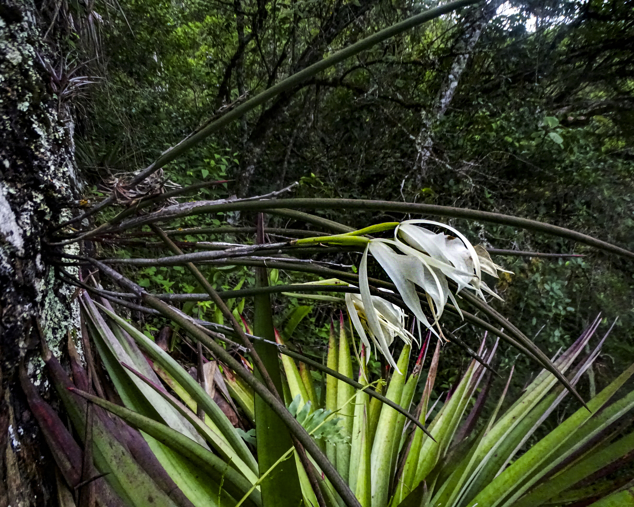 Brassavola ovaliformis C.Schweinf. 3
