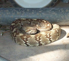 Crotalus ornatus