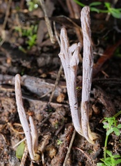 Clavulina tasmanica