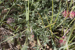 Trifolium andersonii