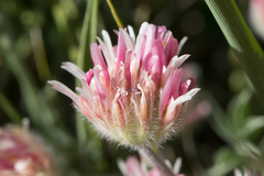 Trifolium andersonii