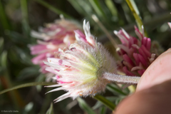 Trifolium andersonii