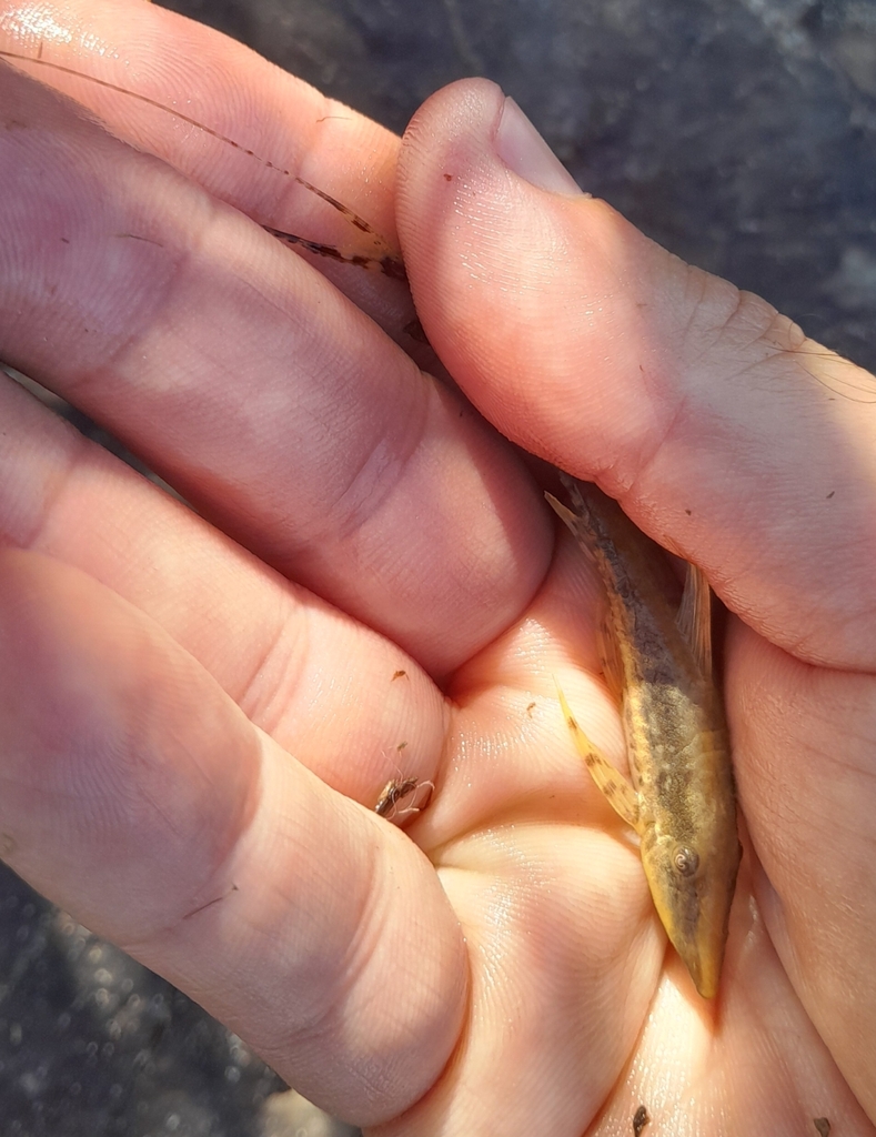 Longnose Whiptail
