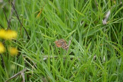 Phyciodes pallescens