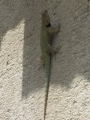 Sceloporus hondurensis