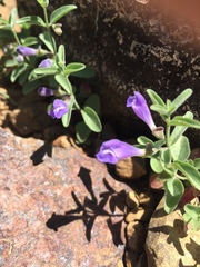 Scutellaria antirrhinoides