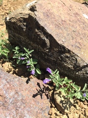 Scutellaria antirrhinoides