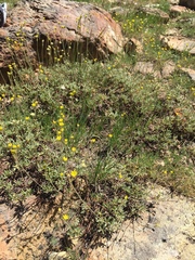 Eriogonum congdonii