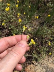 Eriogonum congdonii
