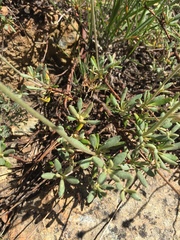 Eriogonum congdonii