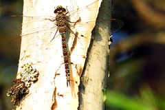 Aeshna canadensis