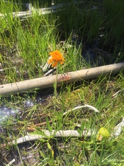 Raillardella pringlei