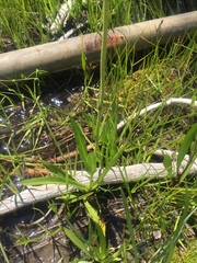 Raillardella pringlei