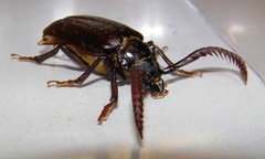 Prionus imbricornis
