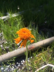 Raillardella pringlei