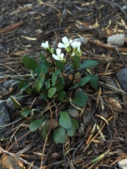 Cardamine bellidifolia
