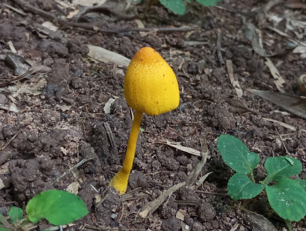Leucocoprinus brunneoluteus · February 2025 · photo: © criscolodel (iNaturalist, cc-by)