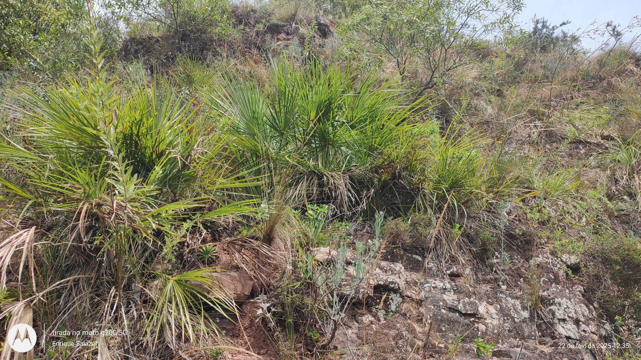 Carana Palm (Trithrinax brasiliensis)