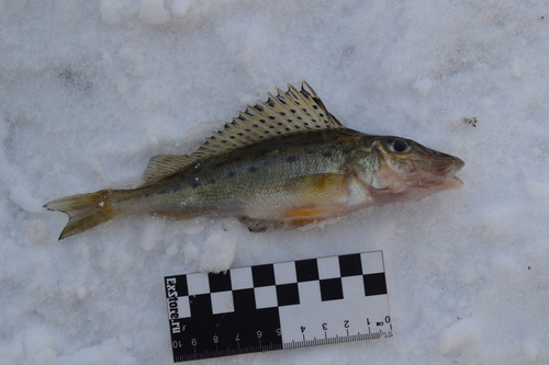 Don ruffe (Gymnocephalus acerina) — Percidae