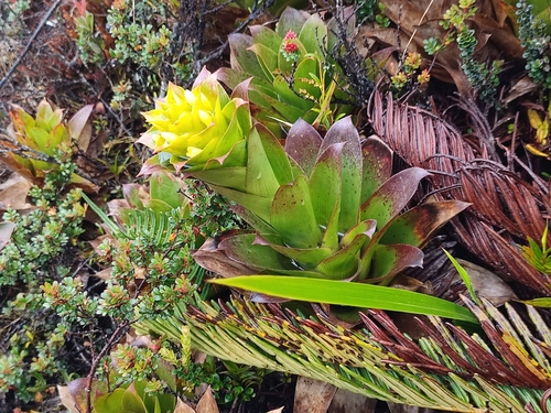 Guzmania lychnis