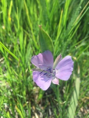 Calochortus nudus