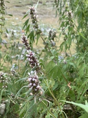 Leonurus turkestanicus