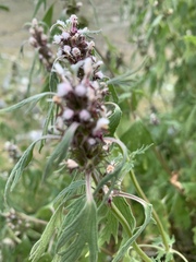 Leonurus turkestanicus