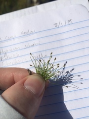 Eleocharis bella