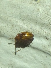 Atomaria lewisi