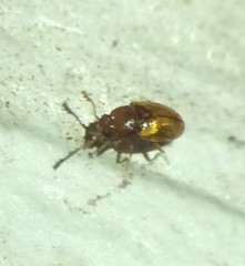 Atomaria lewisi