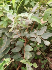 Detarium microcarpum