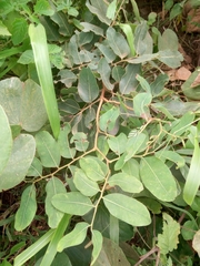 Detarium microcarpum