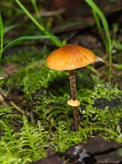 Conocybe filaris