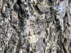 Hersilia albomaculata