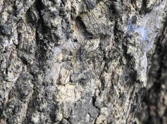 Hersilia albomaculata