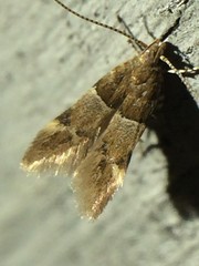 Theisoa constrictella