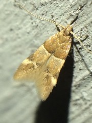 Theisoa constrictella