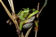 Hyla andersonii