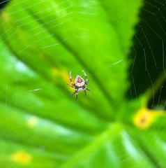 Neoscona menghaiensis