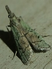 Cacotherapia flexilinealis