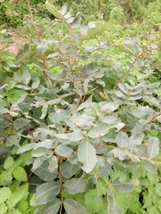 Detarium microcarpum