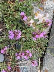 Thymus seravschanicus