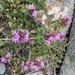 Thymus seravschanicus - Photo (c) mekushka, algunos derechos reservados (CC BY-NC), subido por mekushka