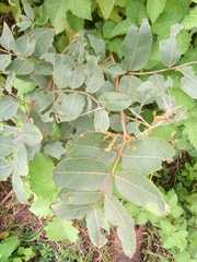 Detarium microcarpum